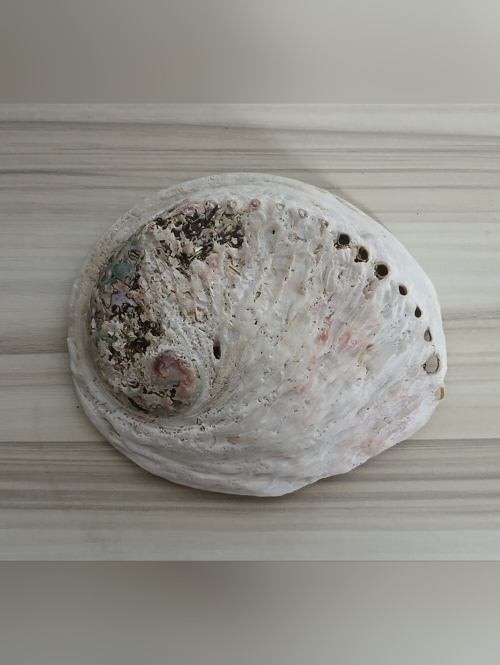 Genuine Abalone Shell - Picture 8 of 13